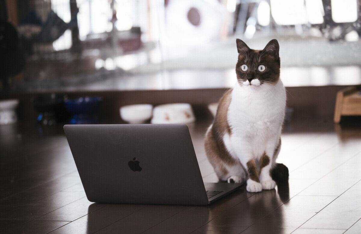 パソコンをする猫の画像